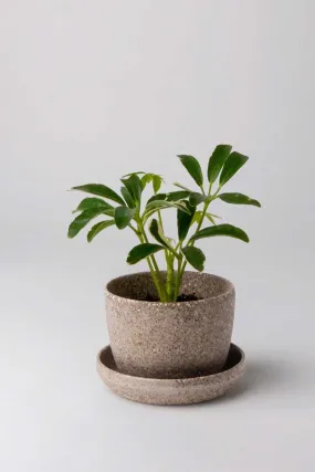 Nut Husk Mini Planter